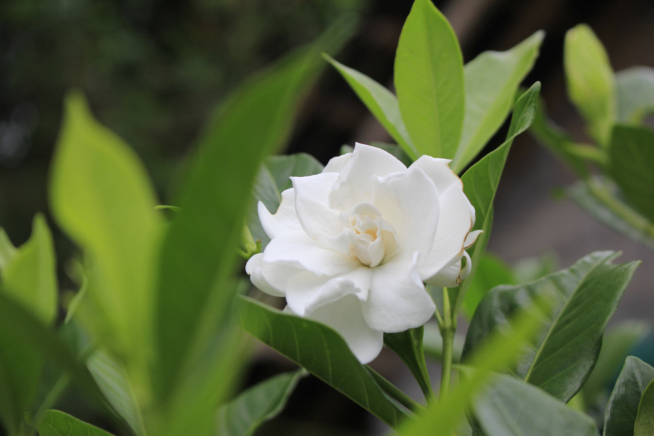 An Extraordinary Treasure, Gardenia