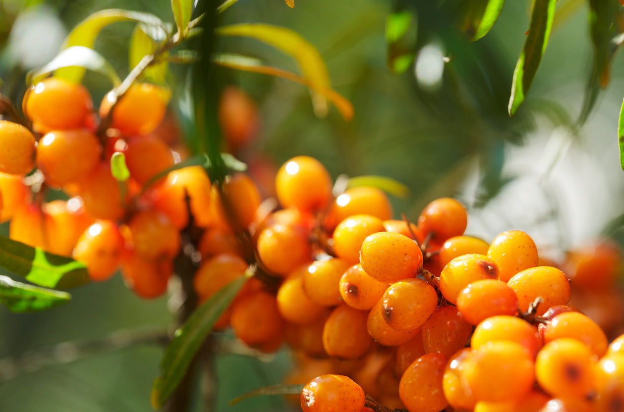 The Magic of Seabuckthorn Berry in Skincare