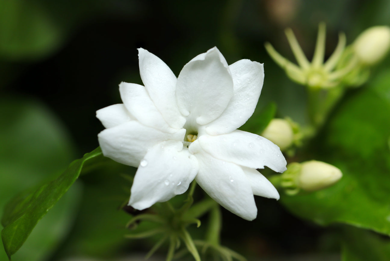 Jasmine Sambac, A Dreamy Night Blooming Flower