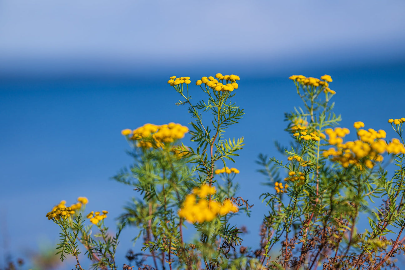 Blue Tansy Flower Oil, An Anti Inflammatory Super Botanical