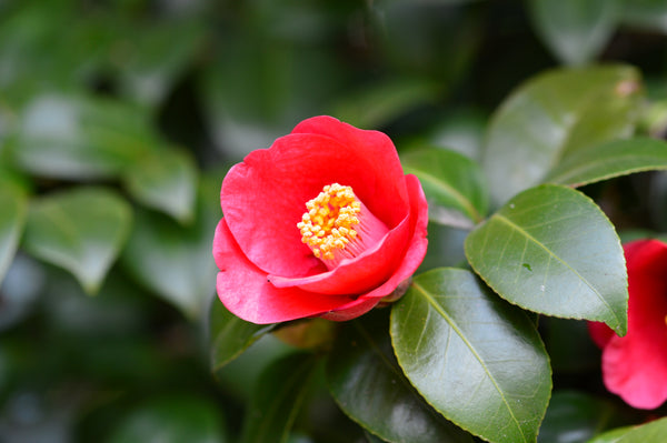Camellia Seed