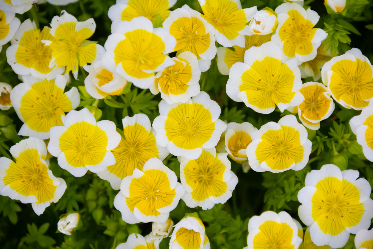 Unearth cleansing oil