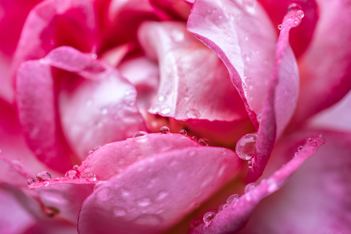 Blissful Essence face mist