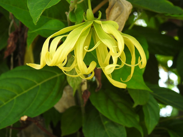 Ylang Ylang