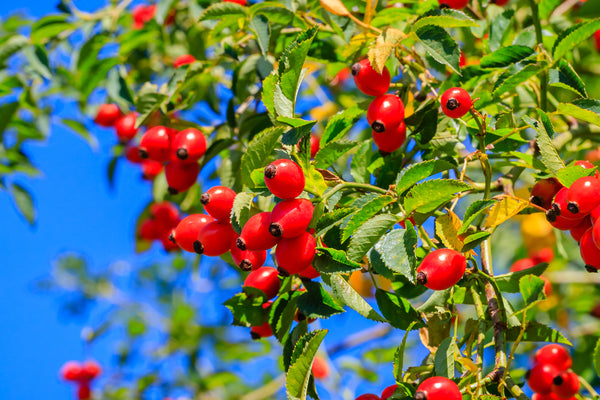 Rosehip Berry