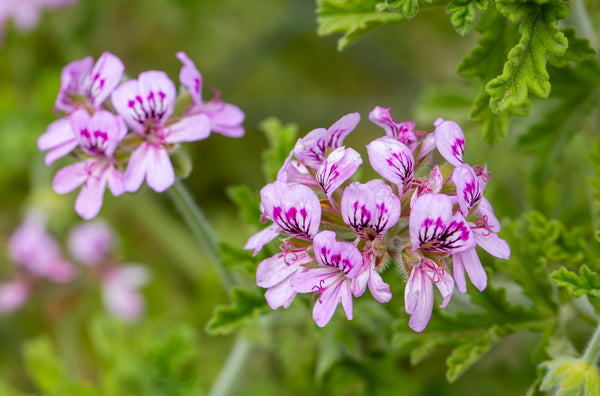 Rose Geranium
