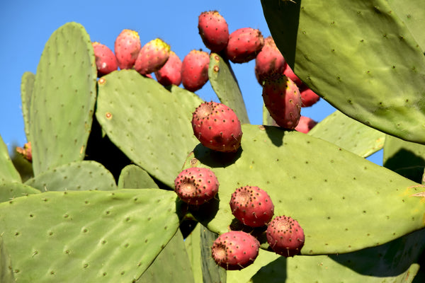 Prickly Pear